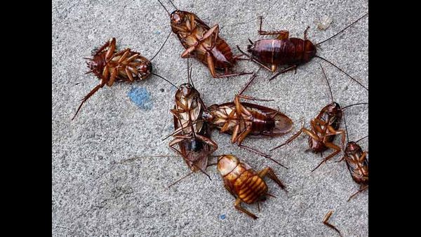 Man Applied For Divorce Fed Up By His Wifes Cockroach Phobia In Madhya Pradesh Man Applied For Divorce Fed Up By His Wifes Cockroach Phobia In Madhya Pradesh