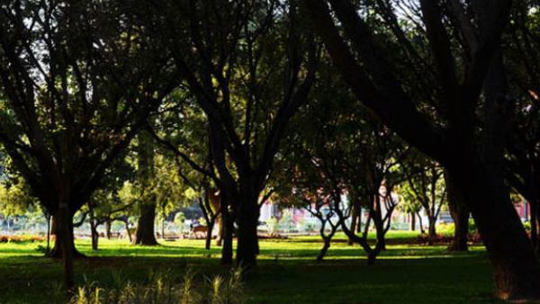 Walkers Unhappy As Karnataka Govt Tells HC It Can’t Curb Traffic Within Cubbon Park Walkers Unhappy As Karnataka Govt Tells HC It Can’t Curb Traffic Within Cubbon Park