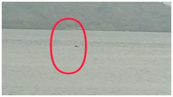 A Group Of Dolphins Founded off Kali river coast