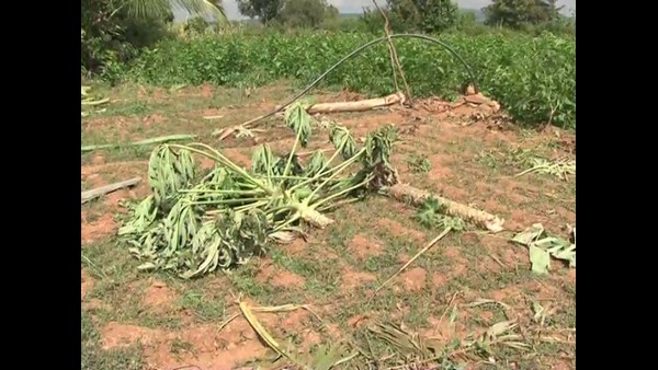 Wild Elephants Destroy Crops In Kolar Villages 