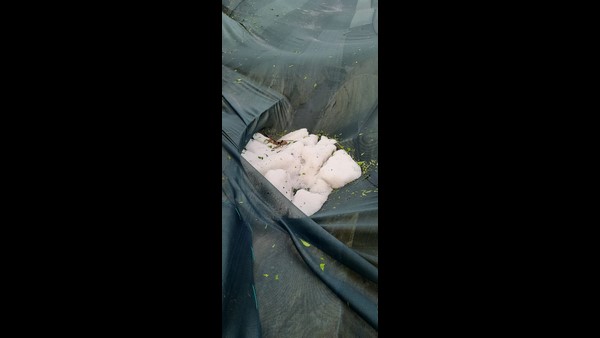 Hailstorm destroys Farmers grape crop in Chikkaballapur Hailstorm destroys Farmers grape crop in Chikkaballapur