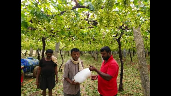 Hailstorm destroys Farmers grape crop in Chikkaballapur Hailstorm destroys Farmers grape crop in Chikkaballapur