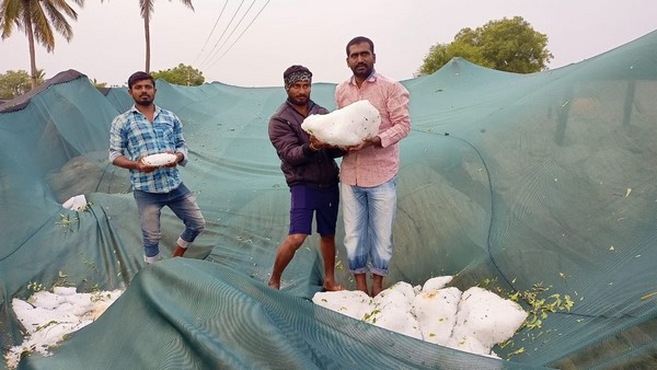 Hailstorm destroys Farmers grape crop in Chikkaballapur Hailstorm destroys Farmers grape crop in Chikkaballapur