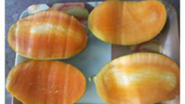 Kota farmer develops mango variety that bears fruits round the year 