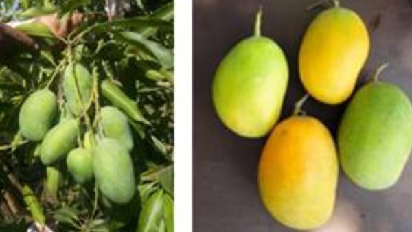 Kota farmer develops mango variety that bears fruits round the year 