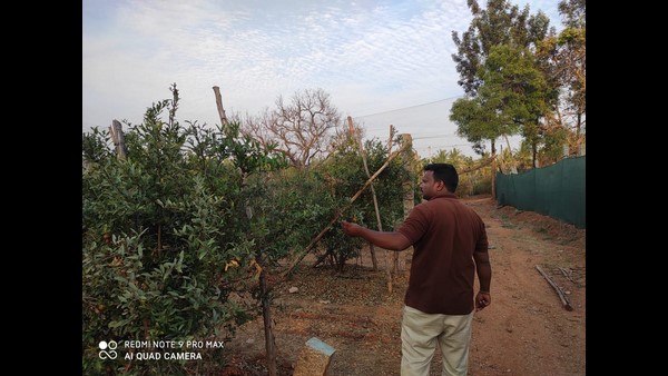 Pomegranate farming success story Bengaluru Based farmer Mohan