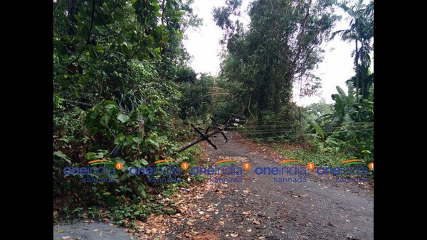 Unusual Rain In Karnataka Has Severely Affected Arecanut Crops