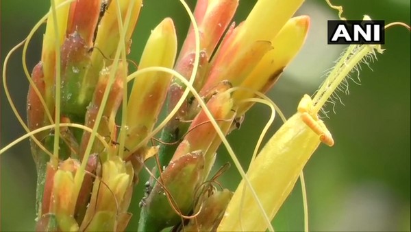  ಬಿದಿರು, ನುಗ್ಗೆ, ಹುಣಸೆ... 
