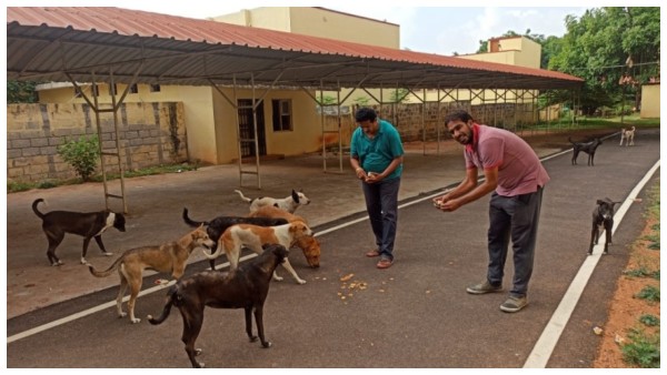 Lockdown KMPK Charitable Trust Feeding Food For Animals 