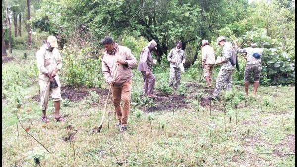 ಅರಣ್ಯದಲ್ಲಿ ಬಿದಿರು ಬಿತ್ತನೆ ಆರಂಭ