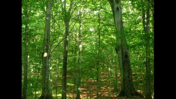  ನೂರಾರು ಕೋಟಿ ಎಕರೆ ಅರಣ್ಯ..! 