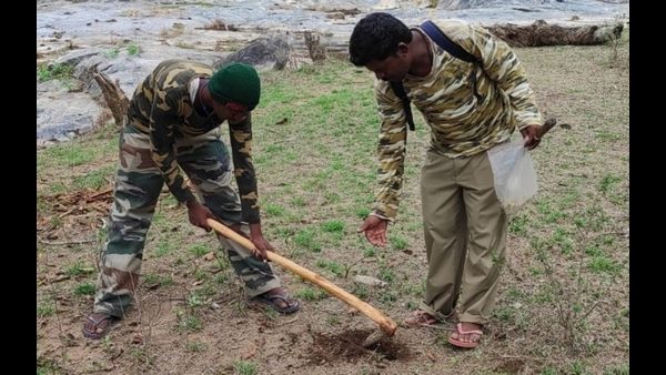 ಪ್ರಗತಿಯಲ್ಲಿ ಬಿದಿರುವ ಬೆಳೆಸುವ ಕೆಲಸ