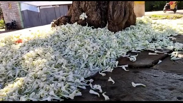 ಹೂವಿನ ಬೇಡಿಕೆ ಕೂಡ ಕಡಿಮೆಯಾಗಿದೆ ಹೂವಿನ ಬೇಡಿಕೆ ಕೂಡ ಕಡಿಮೆಯಾಗಿದೆ