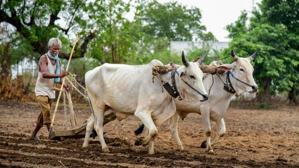 ಅಗತ್ಯಕ್ಕನುಸಾರ ಬಿತ್ತನೆ ಬೀಜ ಹಂಚಿಕೆ ವಿವರ 