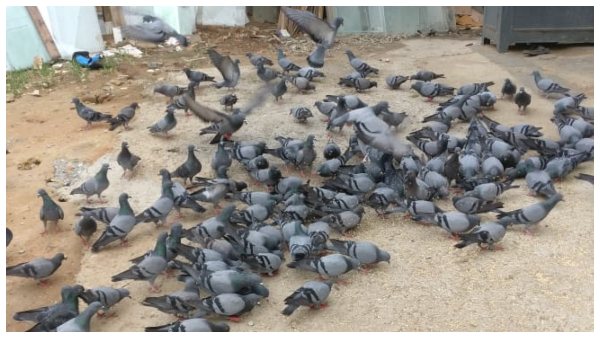 ಹೈಕೋರ್ಟ್ ನಲ್ಲಿ ಪಾರಿವಾಳಗಳ ಅರ್ಭಟ ಹೈಕೋರ್ಟ್ ನಲ್ಲಿ ಪಾರಿವಾಳಗಳ ಅರ್ಭಟ