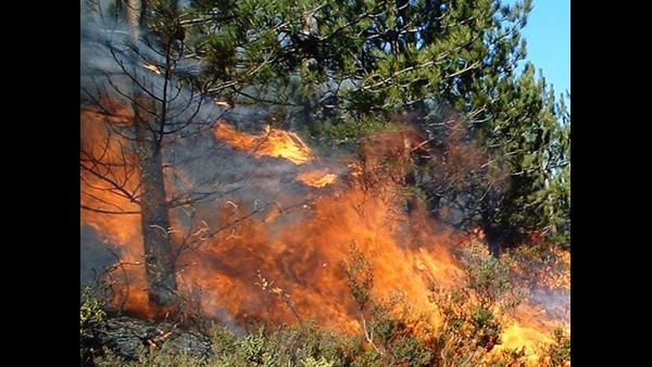 ಪ್ರಕೃತಿ ಮೇಲೆ ಮಾನವನ ಪ್ರಹಾರ