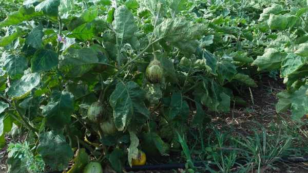 ಬದನೆಕಾಯಿ ಬೆಳೆಗೆ ಸೂಕ್ತ ಬೆಲೆ ಇಲ್ಲ