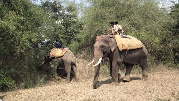 ಇದುವರೆಗೂ ಐದು ಜಾನುವಾರು ಬಲಿ 