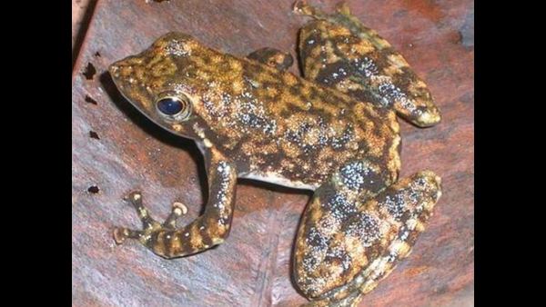  ಕರ್ನಾಟಕ ಅಳಿವು ಅಂಚಿನಲ್ಲಿರುವ ಪ್ರಬೇಧಗಳು