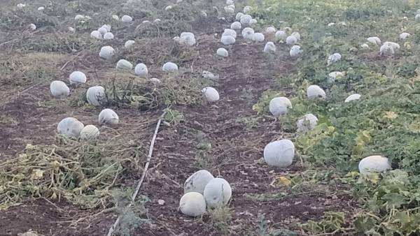 ರೈತನ ಕೈಗೆ ಫಸಲು ಬಂದಿದೆ