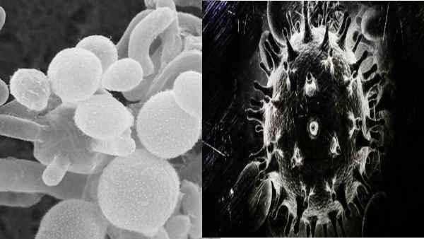 ವೈಟ್ ಫಂಗಸ್ ಕುರಿತು ಚರ್ಚೆ