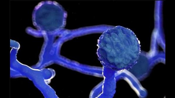  ವೈಟ್ ಫಂಗಸ್‌ನಿಂದ ಏನಾಗುತ್ತದೆ?