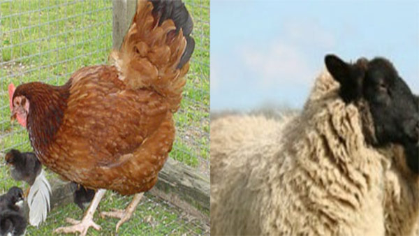 The villagers sacrificed sheep and A hen to protect village from covid in mandya. The villagers sacrificed sheep and A hen to protect village from covid in mandya.