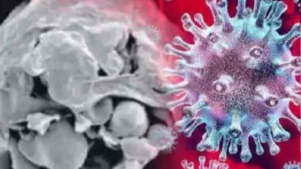 ಬಿಳಿ ಶಿಲೀಂಧ್ರದ ಬಗ್ಗೆ ಮಾಹಿತಿ 