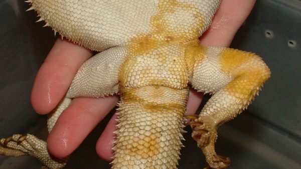 ಯೆಲ್ಲೋ ಫಂಗಸ್ ಬಗ್ಗೆ ಮಾಹಿತಿ 