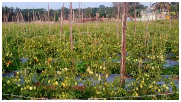 ಶ್ರೀಲಂಕಾ, ಬಾಂಗ್ಲಾದೇಶಕ್ಕೆ ರಫ್ತಾಗುತ್ತಿದ್ದ ಟೊಮೆಟೊ ಶ್ರೀಲಂಕಾ, ಬಾಂಗ್ಲಾದೇಶಕ್ಕೆ ರಫ್ತಾಗುತ್ತಿದ್ದ ಟೊಮೆಟೊ