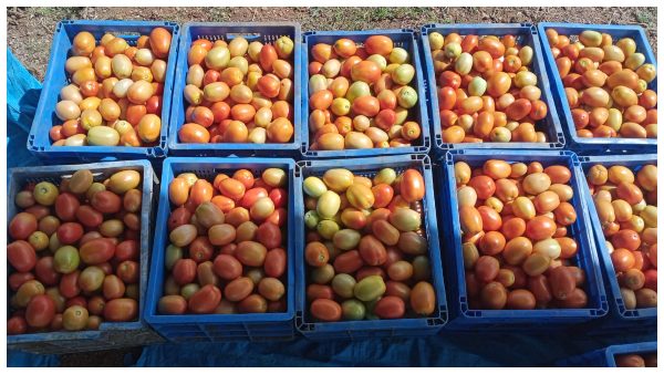 ಕೈಗೆ ಬಂದ ತುತ್ತು ಬಾಯಿಗೆ ಬರಲಿಲ್ಲ ಕೈಗೆ ಬಂದ ತುತ್ತು ಬಾಯಿಗೆ ಬರಲಿಲ್ಲ