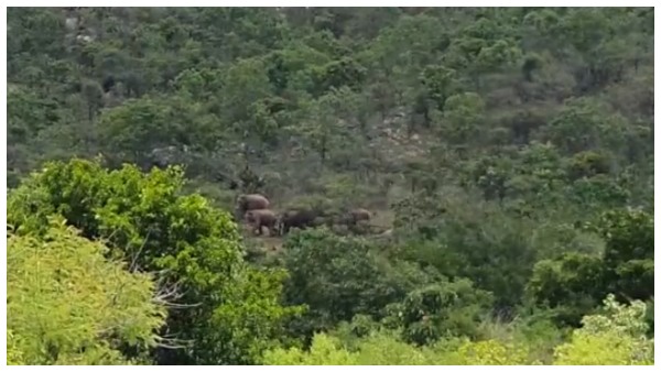 Ramanagara: The Forest Department Preparing To Send The Elephants To The Forest