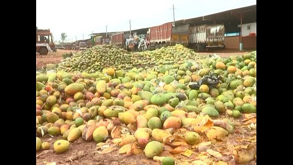 48,000 ಹೆಕ್ಟೇರ್ ಪ್ರದೇಶದಲ್ಲಿ ಮಾವು ಬೆಳೆ
