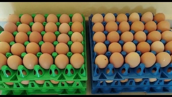 ಬ್ರೌನ್ ಬಣ್ಣದ ಕೋಳಿ ಮೊಟ್ಟೆಗೆ ಉತ್ತಮ ಬೇಡಿಕೆ 