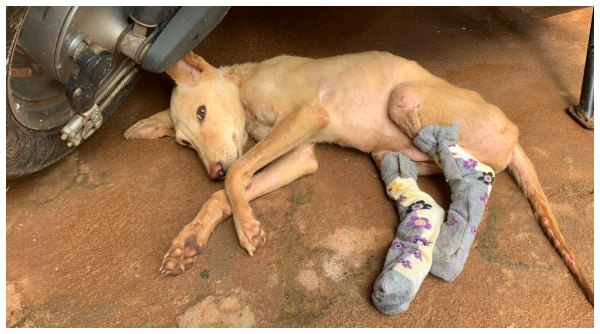 Udupi: A Young Woman Priya Offer A Treatment To Injured Dog