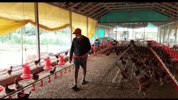 4 ತಿಂಗಳ ಸಾಕಾಣಿಕೆಯ ಬಳಿಕ ಮೊಟ್ಟೆ