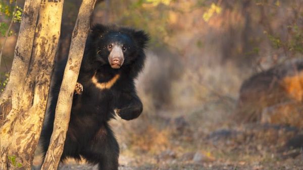 86 ಹೆಕ್ಟೇರ್ ಪ್ರದೇಶ 