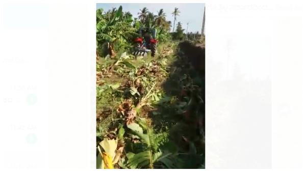 Chitradurga: Upset Over Economic Loss Due To Covid-19 Lockdown, Farmer Destroys Banana Crop
