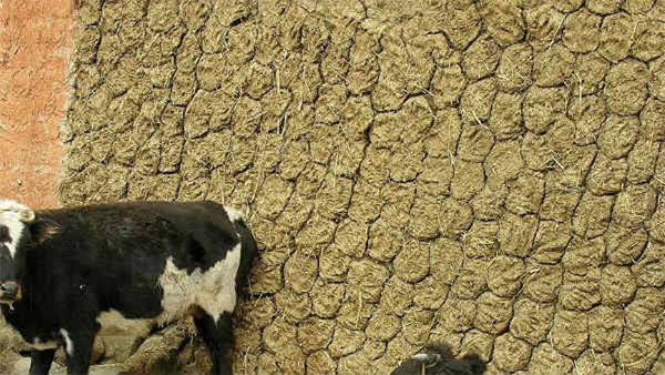 800 kg cow dung worth Rs 1,600 stolen from Dhurena village of Chhattisgarh, case registered 800 kg cow dung worth Rs 1,600 stolen from Dhurena village of Chhattisgarh, case registered