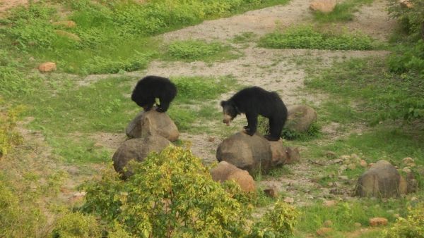 ಸಂಪೂರ್ಣ ಹಸಿರೀಕರಣ
