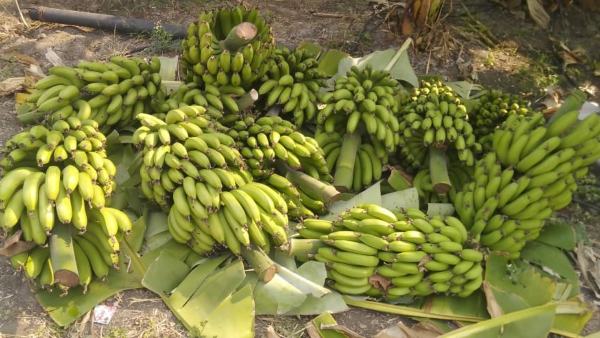 Banana Cultivation Dharwad Farmer Get Profit