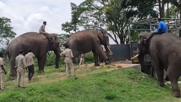 2018ರಲ್ಲಿ ಸೆರೆ ಸಿಕ್ಕಿದ್ದ 'ಕುಶ'