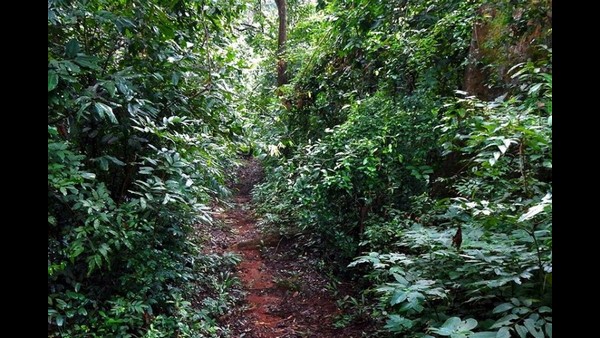 ಮರಗಳಿಂದಲೇ ಕೃಷಿ ಸಲಕರಣೆ ತಯಾರು