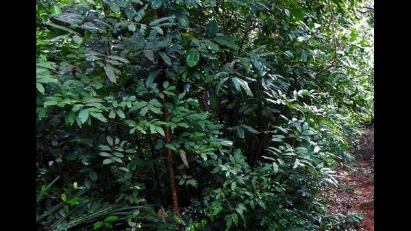 ಸಾಕು ಪ್ರಾಣಿಗಳ ವೃದ್ಧಿಗೆ ದೇವರ ಮೊರೆ