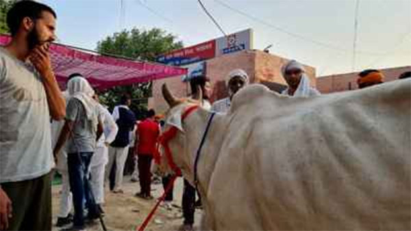 Protesting Haryana farmers towed cow to the police station