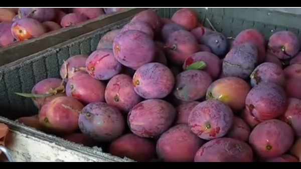  ವಿಶೇಷ ಬಣ್ಣದಿಂದ ಸೆಳೆಯುವ ಹಣ್ಣು