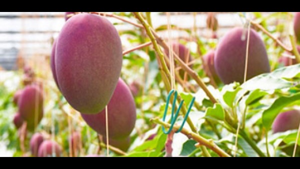  ಮಾವಿನ ಹಣ್ಣಿನಲ್ಲಿನ ಆರೋಗ್ಯಕರ ಅಂಶಗಳು