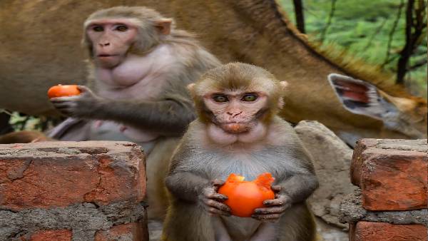  ''ಪ್ರಾಣಿಗಳಿಂದ ಮನುಷ್ಯರಿಗೆ ಹರಡುತ್ತದೆ ಮಂಕಿಪಾಕ್ಸ್‌''