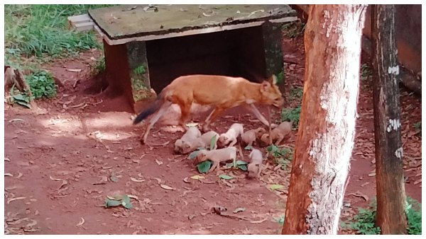 New Guest For Pilikula Biological Park 