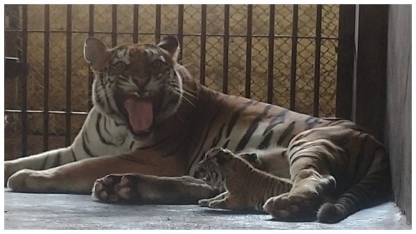 New Guest For Pilikula Biological Park 
